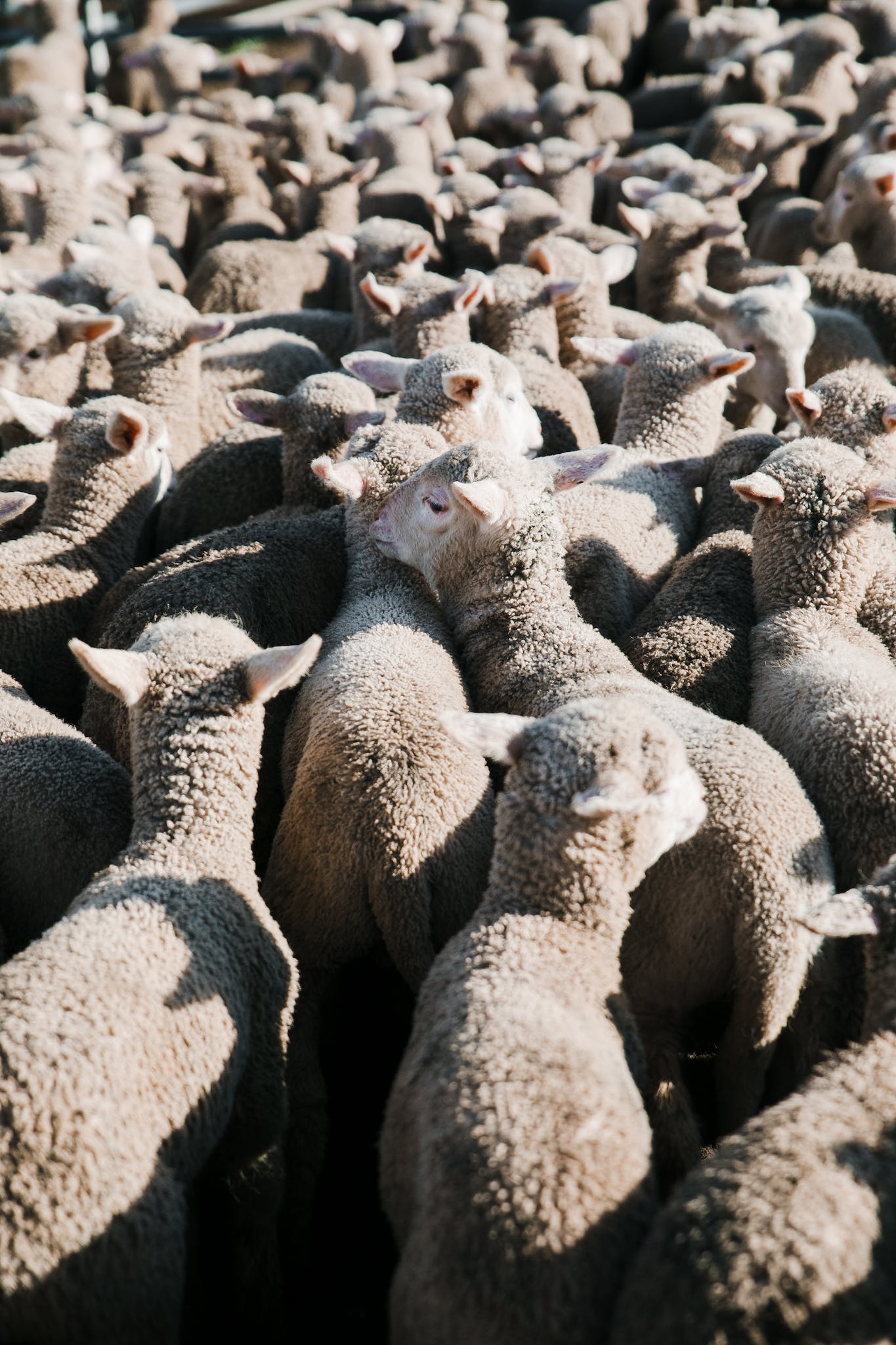 Flock of young sheep walking in enclosure