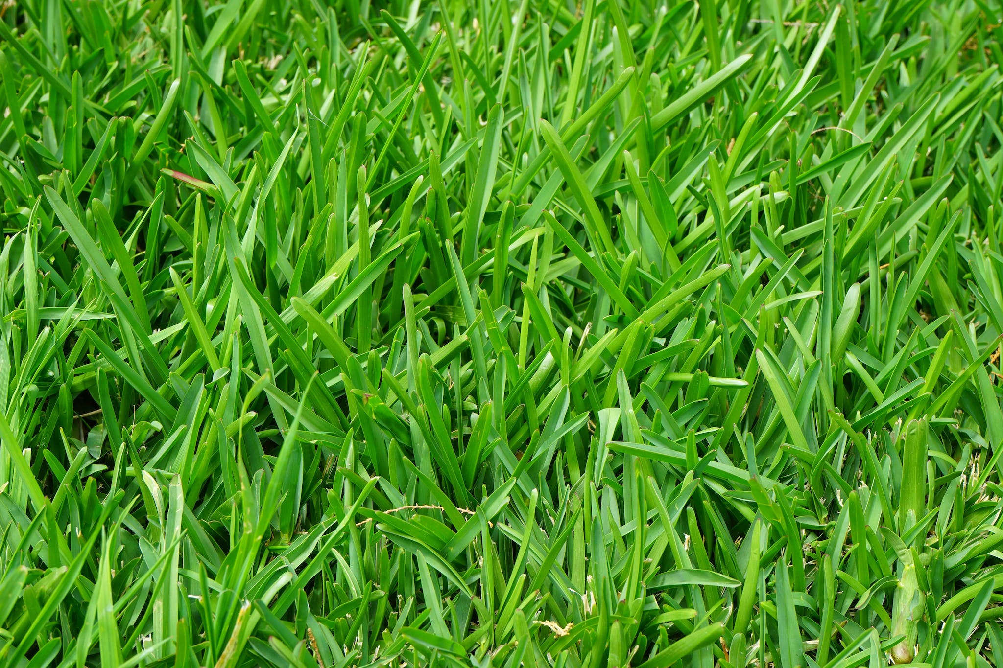 Green Grass Field