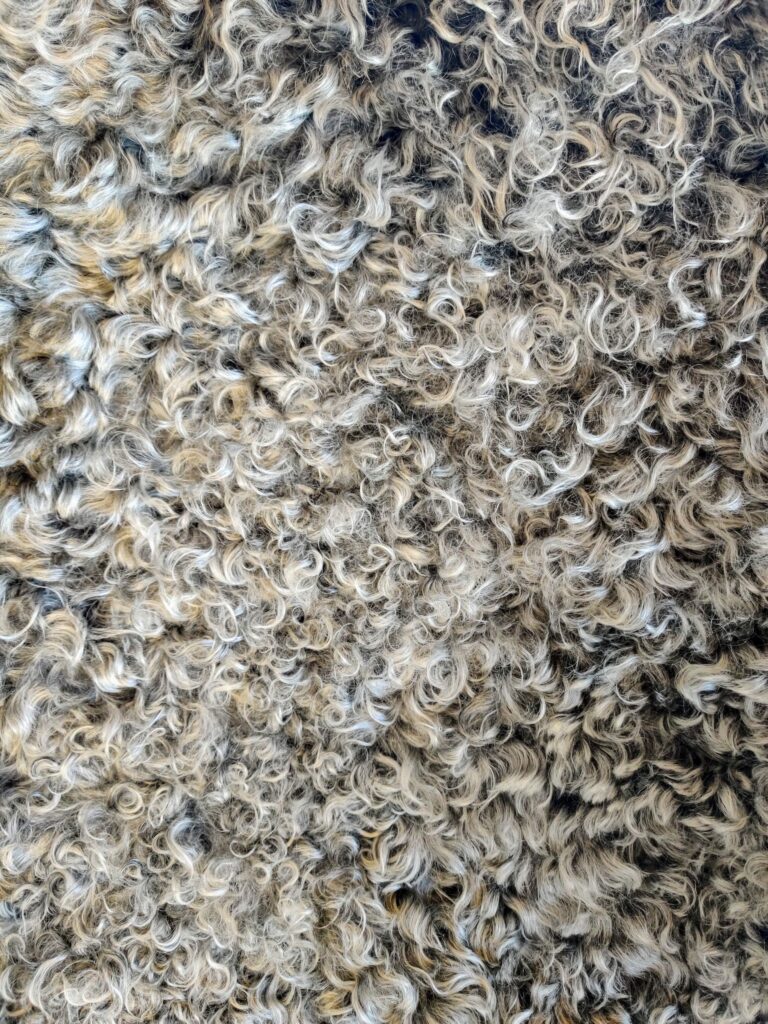 Top view texture of curly soft warm wool of sheep as abstract background